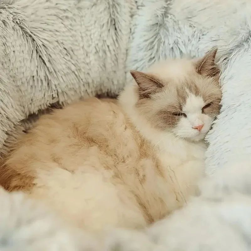 Cats Plush Cushions Warm All For Winter Pet Supplies - Best Christmas Beds for Pets